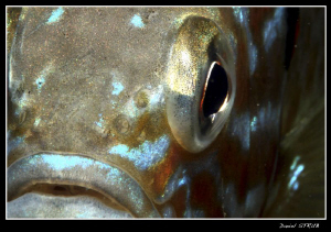 the eye of the pumkinseed sunfish ... close, very close :-D by Daniel Strub 